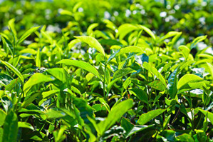 茶葉