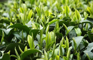 茶葉