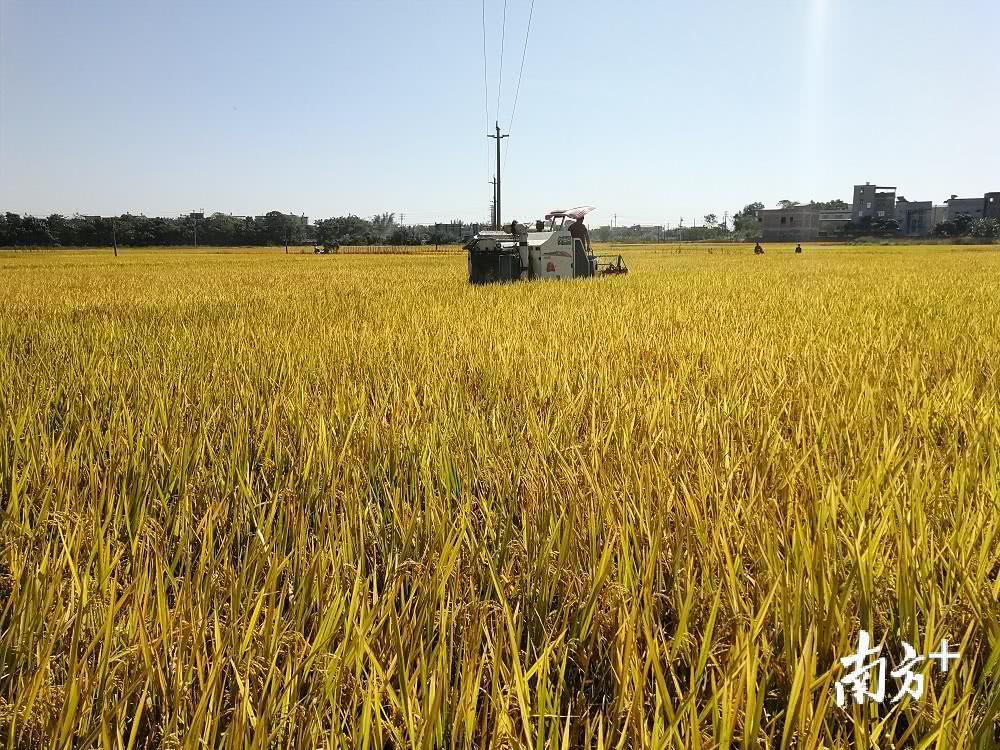 興寧新陂：精耕細(xì)作迎豐收，生態(tài)農(nóng)業(yè)促振興
