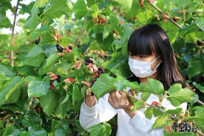 三月好春光，一起去興寧踏春采桑吧!