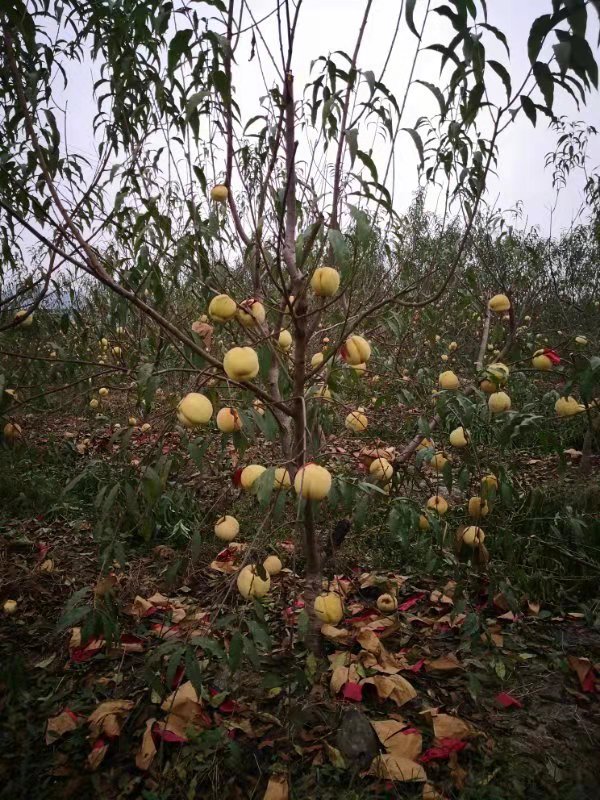 種植基地